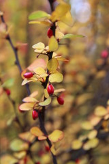 Yellow branch of a tree with  red, wild berries in autumn image