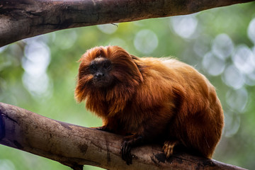 Obsrvando a sus visitantes desde su rama 