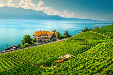 Fantastic vineyards in Lavaux region near Rivaz, Vaud, Switzerland