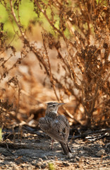 Crested lark at Hamala farm, Bahrain 