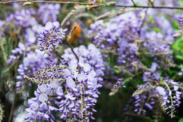 flowering climbing plants Wisteria, purple bunches of flowers