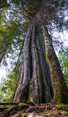 Fototapeta premium tree in the forest seen from below in frog perspective, different