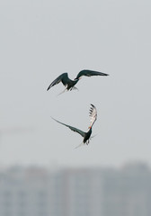 White-cheeked tern fight in air, Bahrain 