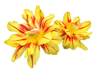 Fototapeta na wymiar Yellow flower of a terry tulip isolated on white background