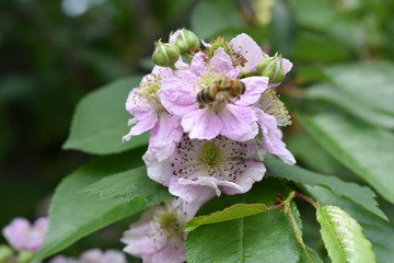 flower in the garden