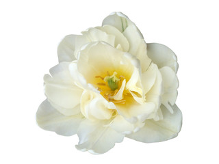 Fototapeta na wymiar White tulip flower on a white background