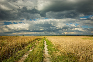 Country road through fields with grain, dark clouds on the sky
