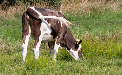 Naklejka na ściany i meble Grazing cow in green grass field