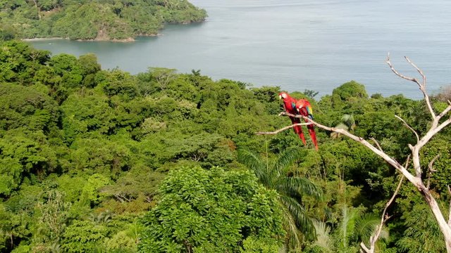 AERIAL Two Playful Macaws Tackle And Fall Of A High Branch