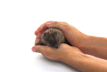 Small hedgehog in human hands on white background. Protection animal concept
