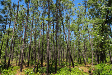 Leaning Tree in a Pine Forest with Blue Sky