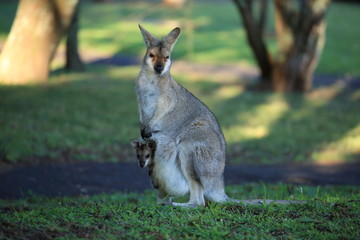 Rednecked Wallaby Bennett Wallaby Macropus