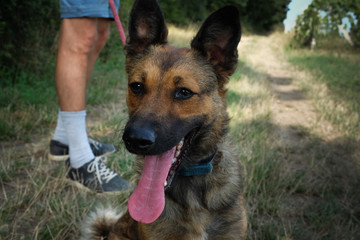 Young dog with tongue out in the park