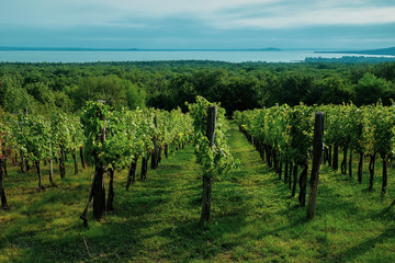 View of the Lake Balaton with growing wine grapes