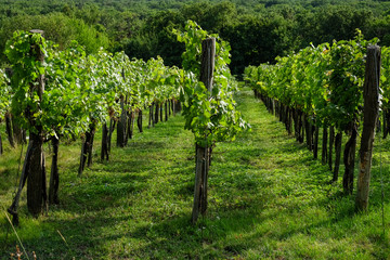 Rows of growing wine grapes in spring