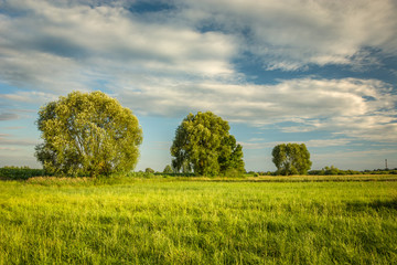 Trees on a green meadow, clouds on a sky