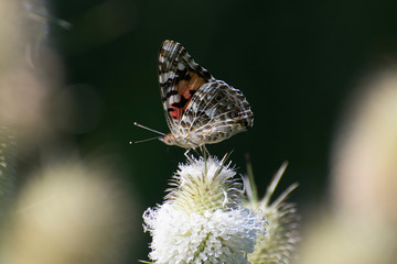 Butterfly 2019-103 / Painted Lady Vanessa cardui 