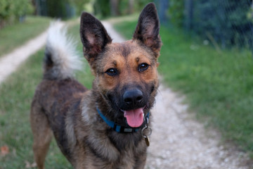 Dog with tongue out on the country road