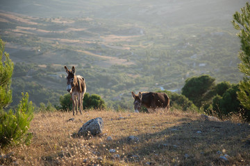 Couple of Donkeys on hills of Sicily