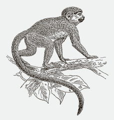 Squirrel monkey saimiri walking on branch. Illustration after engraving from 19th century © M