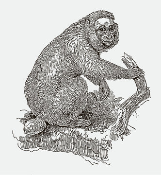 Vulnerable and threatened bald uakari (cacajao calvus) sitting on a branch. Illustration after an engraving from the 19th century