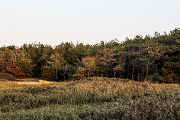 A landscape with dunes at sunset