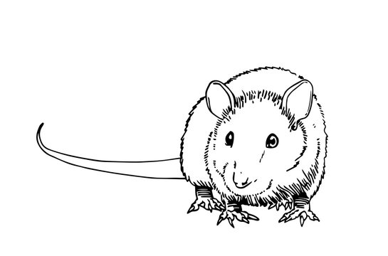 black and white rat drawing on white clip art preview