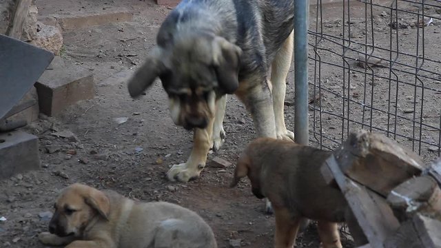 Perra Madre (Mastin Leones) jugando a morderse con  sus cachorros