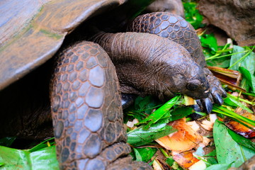 Giant turtle feeding
