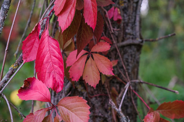 Pink leaves of wild grapes in forest in Ukraine. Vine of parasite plant on tree bark.