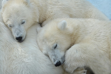 Naklejka na ściany i meble Polar bears sleep