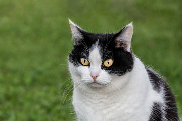 Naklejka na ściany i meble Portrait of a beautiful adult young black and white cat with big yellow eyes is on the blurred green background