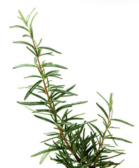 Fresh Rosemary Herb On White Background