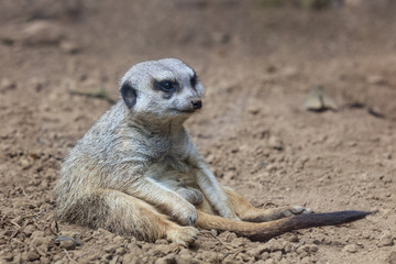 Fototapeta premium meerkat relaxed sitting on the ground