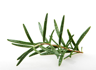 Fresh Rosemary Herb On White Background