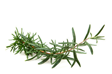 Fresh Rosemary Herb On White Background