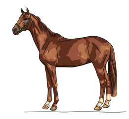 Illustration of a horse standing still not moving watching	