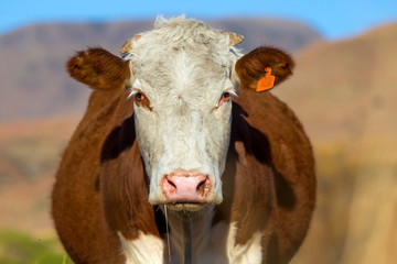 Brown Hereford cow with white face  on farm - obrazy, fototapety, plakaty