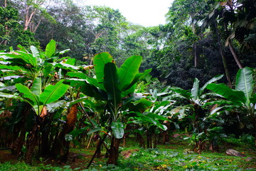 Jungle of the Seychelles