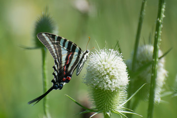 Butterfly 2019-104 / Zebra Swallowtail (Eurytides marcellus)