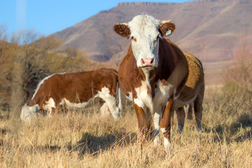 Brown hereford cow with white face  on farm