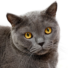 Big scottish cat  isolated on white.