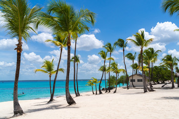 Palm Trees at Catalina Island in Dominican Republic - obrazy, fototapety, plakaty