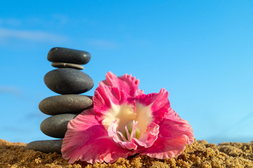 Fototapeta na wymiar Flower of the gladiolus with sea stone