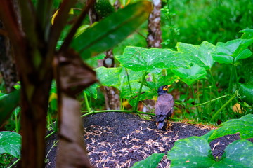 Tropical bird in the jungle