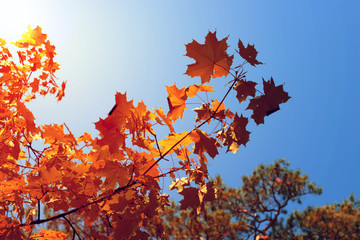 Autumn maple leaves on blue sky background.