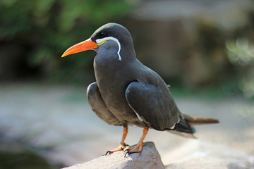 Inca tern close up