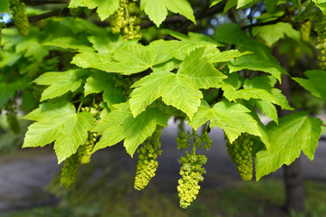 Maple false (Acer pseudoplatanus L.), branch with leaves and flowers