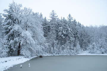 Snowy trees and frozen pond in the woods. Winter in the forest.