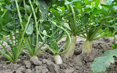 Daikon radish grows in organic open ground
